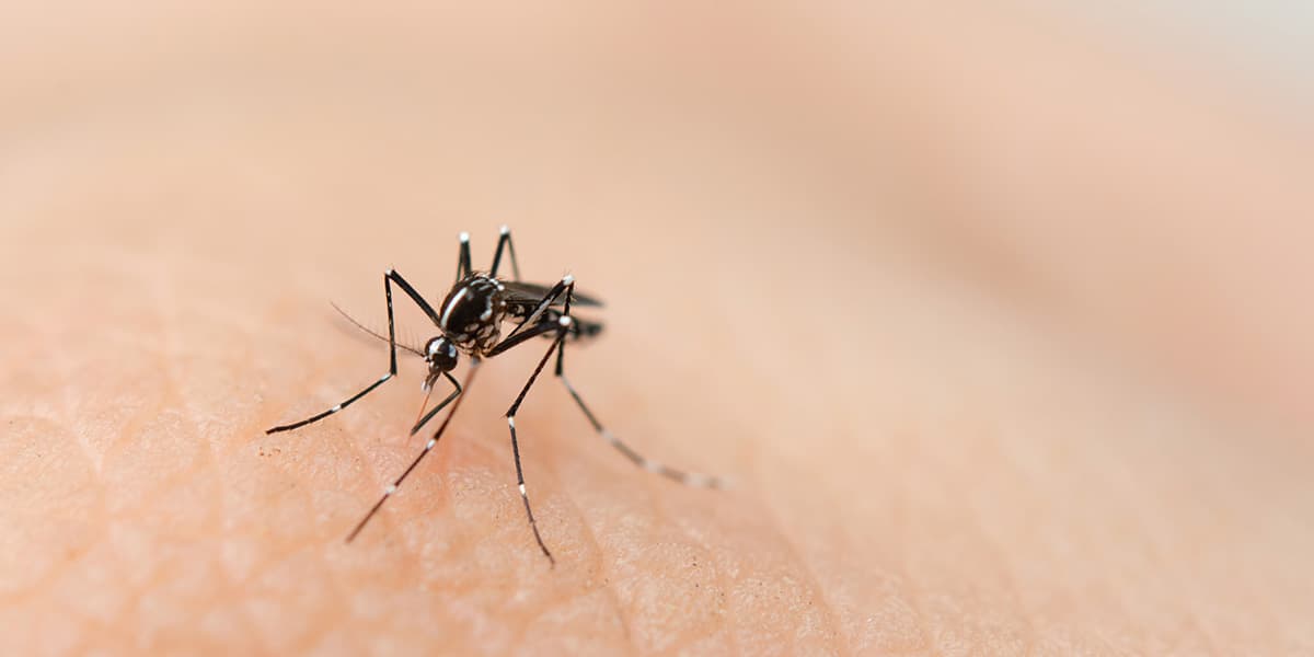 Dengue Fever: What You Need to Know to Stay Safe